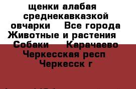 щенки алабая ( среднекавказкой овчарки) - Все города Животные и растения » Собаки   . Карачаево-Черкесская респ.,Черкесск г.